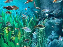 -上海海洋水族馆