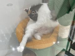 -COLOR PETS 撸猫馆·购猫·猫咖(长风大悦城店)