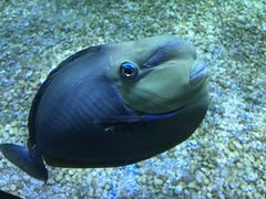 -暹罗海洋世界