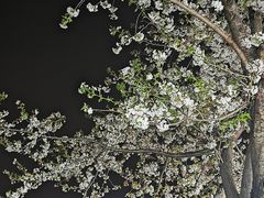 -西塘人家•黑金冠本地好店