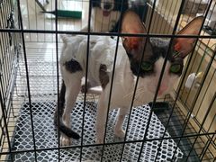 -达爱动物医院·犬猫分区·CT·复杂眼科(远洋山水分院)