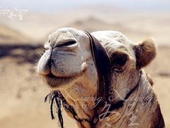 骆驼-吉萨金字塔群