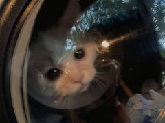 -贝康宠物医院·犬猫全科·小动物特色诊疗中心(东环路店)