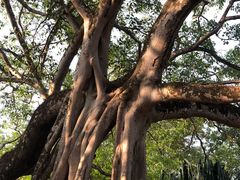 -瑞丽独树成林风景区