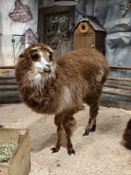 -Zoolung Zoolung动物主题公园(海信广场店)