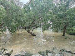 -宝安西湾红树林湿地公园