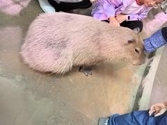 -正佳雨林生态植物园