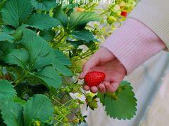 -苏州太湖西山岛开心农场