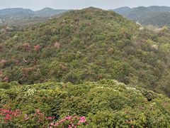-贵州百里杜鹃风景名胜区