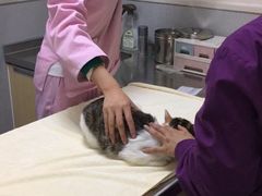 -谐和益家动物医院·免疫绝育·血液透析·宠保定点医院(高新伊藤分院)