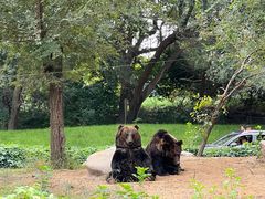 -北京野生动物园