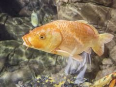 -上海海洋水族馆