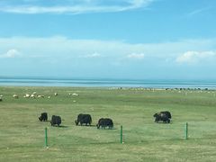 -青海湖国家重点风景名胜区