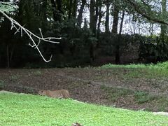 -奥兰多迪士尼动物王国乐园