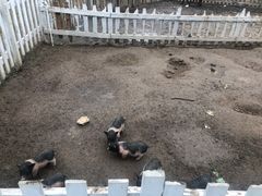 -前小桔亲子创意农场·草莓采摘·露营烧烤