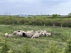 -敕勒川草原文化旅游区