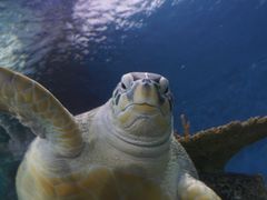 -上海海洋水族馆