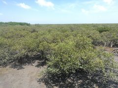 -北海金海湾红树林生态旅游区