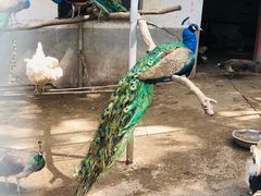 -盛世牡丹苑生态文化旅游区
