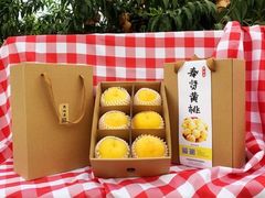 -樂桃源奉贤黄桃种植采摘基地