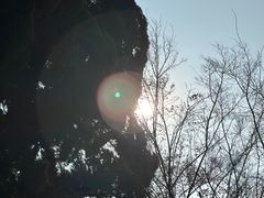 -嘉定紫藤园