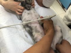 -邢大夫动物医院