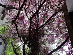 -深圳国际园林花卉博览园