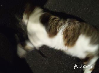 英国也有求撸的猫 和尿叔好像!