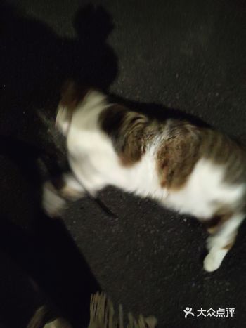 英国也有求撸的猫 和尿叔好像！