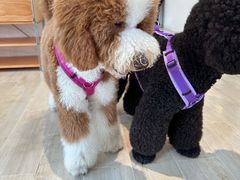 -老梦面包CHEZMOREL(麦子店)