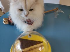 -猫在这儿猫咪咖啡馆·撸猫馆