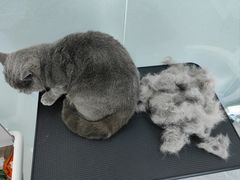 -爱洗澡的猫(望京店)