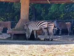 -石家庄市动物园