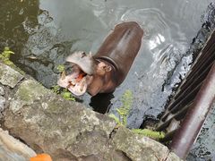 -海南热带野生动植物园