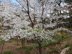 -红螺寺