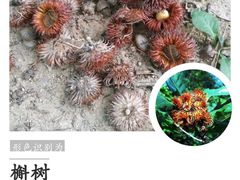 -北京鹫峰国家森林公园