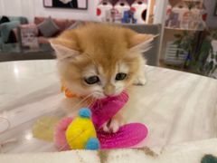 -袖虎·猫馆(体育西路店)