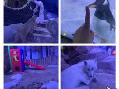 -芜湖新华联大白鲸海洋公园