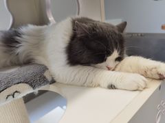 -Cappucimeow猫咪咖啡馆(韦伯时代店)