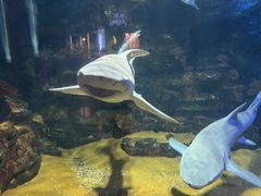 -烟台海昌鲸鲨海洋公园