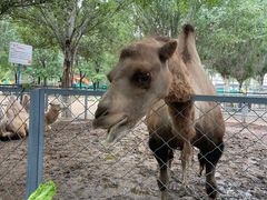 -长白岛森林公园