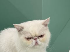 -怪兽屋·羊驼·猫咖·狗咖(俊华广场店)