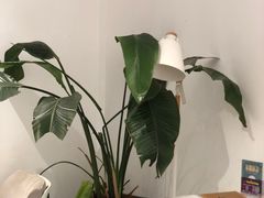 -COTTON CAFE(德信·中外公寓店)