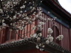 -大觉寺-停车场