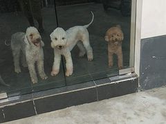-宠物之家Pets Home 宠物寄养酒店