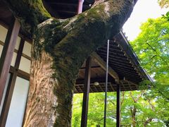 -常寂光寺