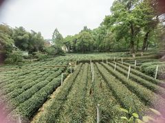 -野蔓果·山野菜(西湖景区·龙井茶田店)