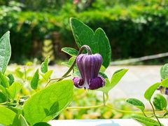 -国家植物园南园