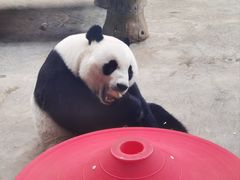 -石家庄市动物园