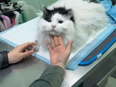 -东莞宠友24H宠物中心医院·转诊夜诊·异宠(新河北路院)